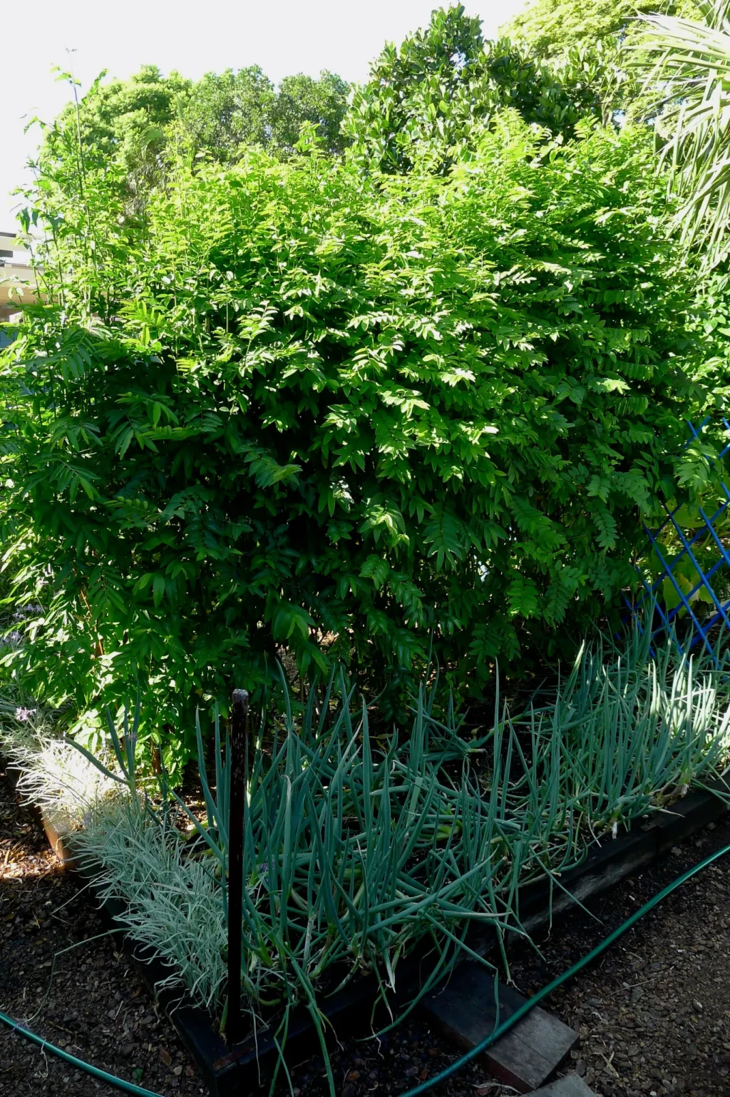 sweetleaf-aka-rau-ngc3b3t-sauropus-androgynus-2