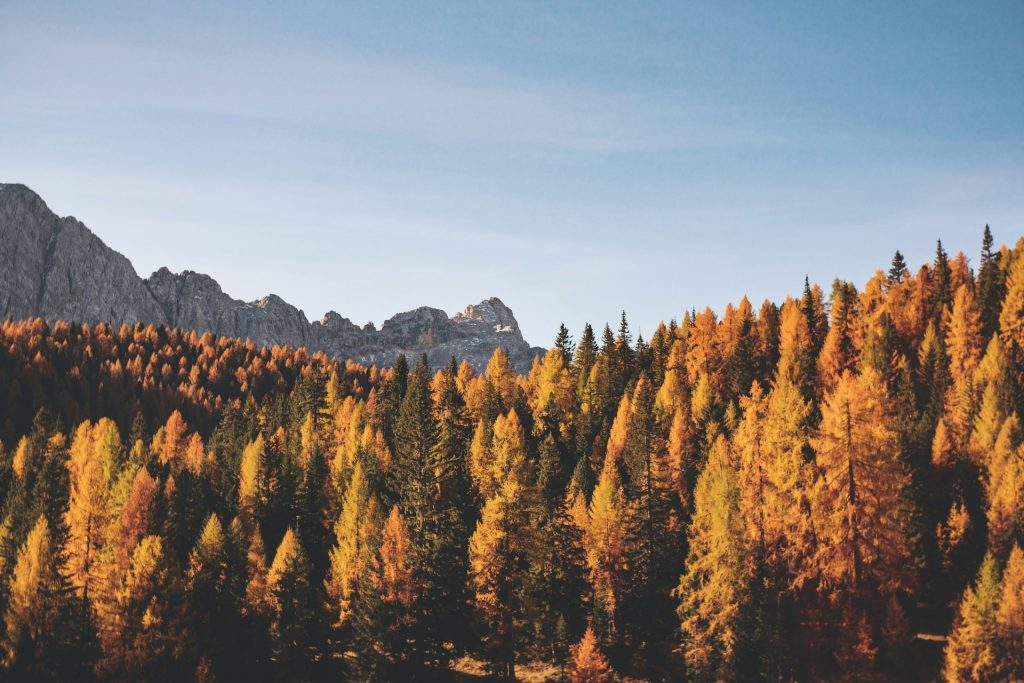 federica-galli-pF1ug8ysTtY-unsplash