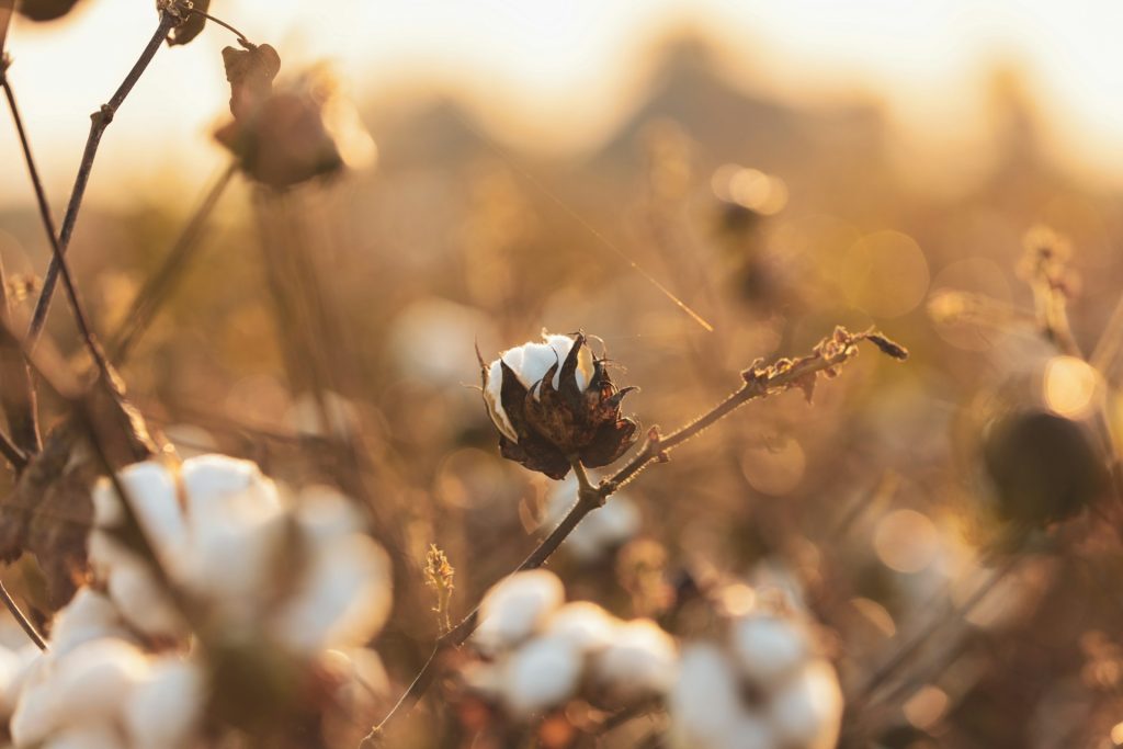karl-wiggers--X401Lkrm0g-unsplash