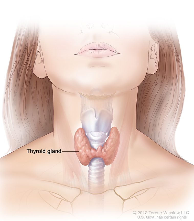 Anatomy of the Thyroid Gland