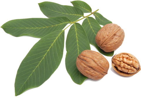 extract_din_frunza_de_nuc_large