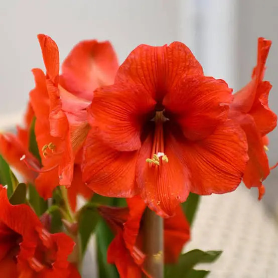 images (1)