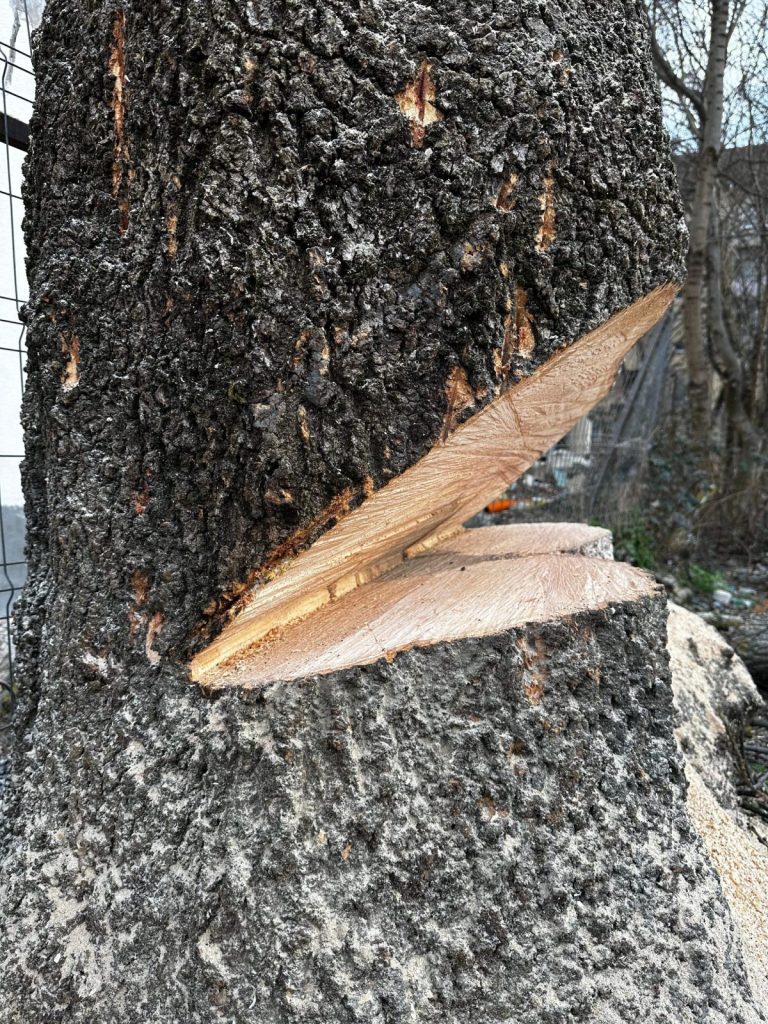 Taiere-Copaci-Uscati-Timisoara-scaled-e1708781383708