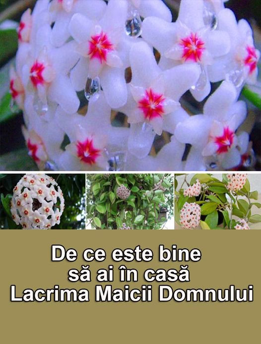 545330431_797745069280371_9011517502610911977_n